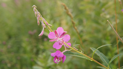 Чем полезен иван-чай и как его готовить