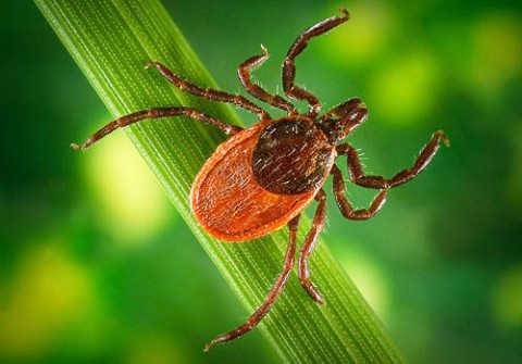 Чем опасен клещевой энцефалит?