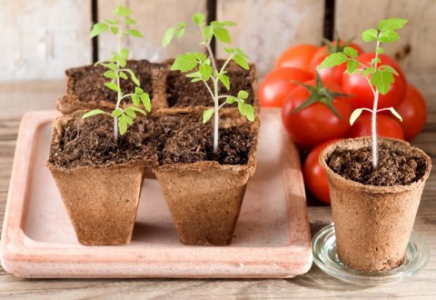 Что делать, если рассада помидоров гибнет?