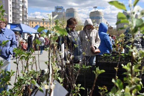 Клубника и рассада: первая летняя ярмарка в Екатеринбурге