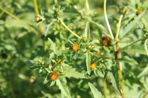 Какие травы нужно собирать в августе?