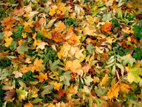 Народный календарь: ​Иона и Фока (Листопадная)