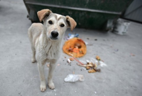 Собак защитят от хозяев штрафом