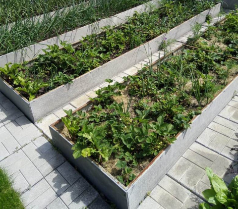 Пожилые уральцы придумали способ разом решить все российские проблемы