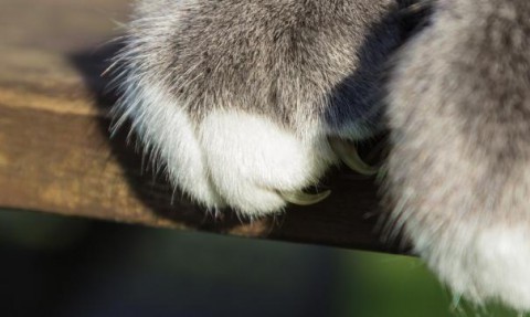 Врач рассказал, чем опасны кошачьи царапины