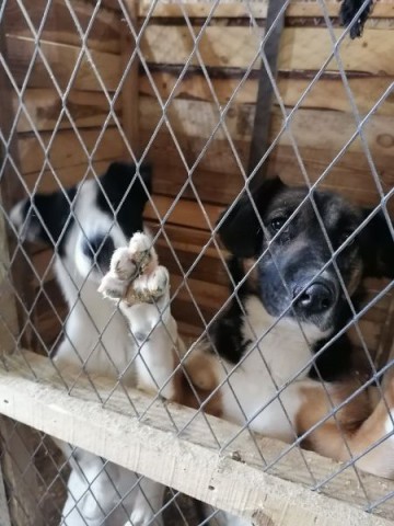 ​В приюте для животных пройдет День открытых дверей