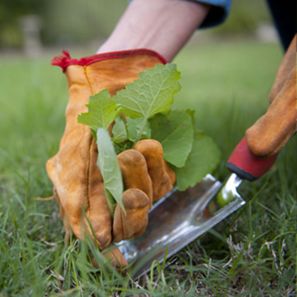 Народный календарь: ​Ларион Пропольник