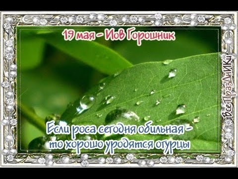 Народный календарь: ​Иов Горошник