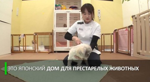 В Японии открыли приют для престарелых питомцев