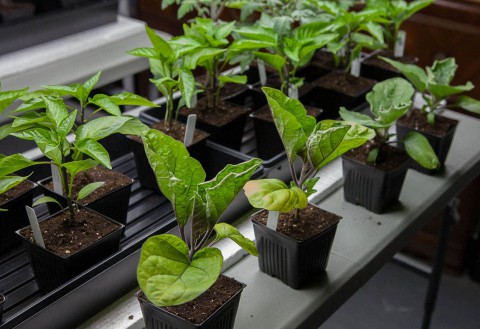 Как подготовить семена баклажанов к посеву