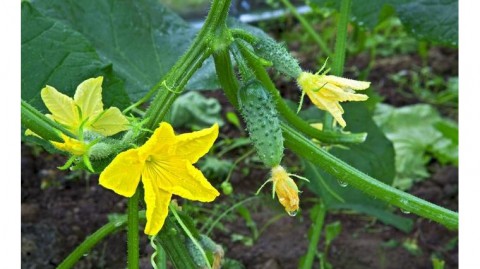 ​Народный календарь: Левон Огуречник