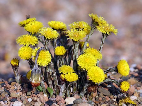 Народный календарь: ​Иларион – выверни оглобли