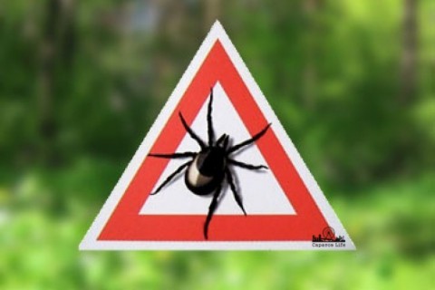 Роспотребнадзор ответил на вопросы о клещах