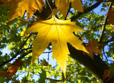 Народный календарь: ​Евтихий Тихий