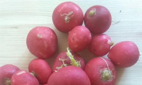 Как вырастить редис на подоконнике