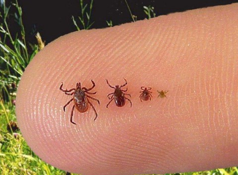 Как защититься от клещей на своем участке