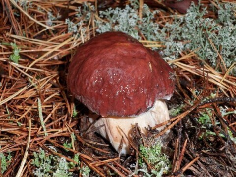 Грибная викторина: насколько вы грибник?