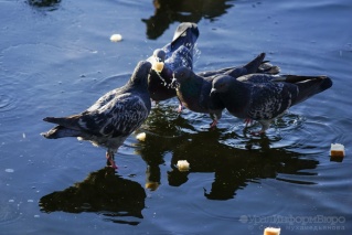 Средний Урал продолжит нежиться в условиях мягкой зимы