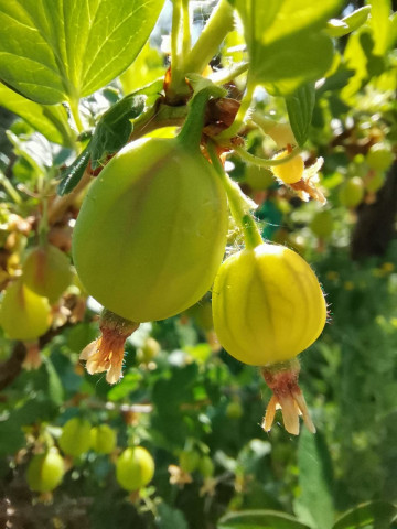 Лето-2021. Как правильно поливать растения и ухаживать за ними?