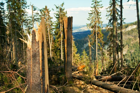 Почему деревья и ветки стали ломаться чаще?