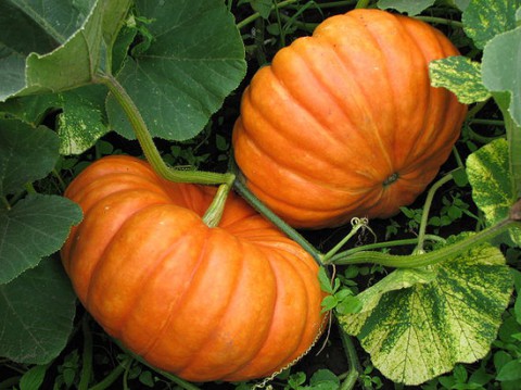 Как сохранить урожай в августе: какие овощи любят воду