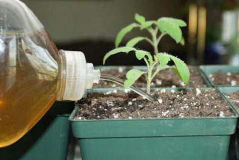 Как эффективно использовать жидкие удобрения?