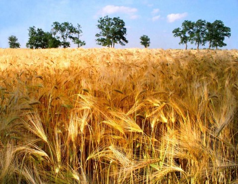 Народный календарь: ​Силуан и Сила