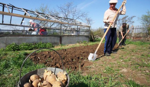 Вильфанд рассказал жителям центра России, когда сажать картошку