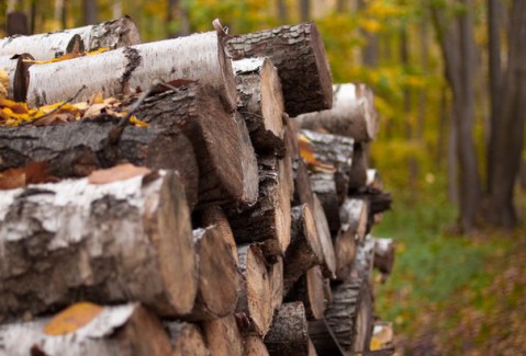 ​Народный календарь: Яков Дровопилец