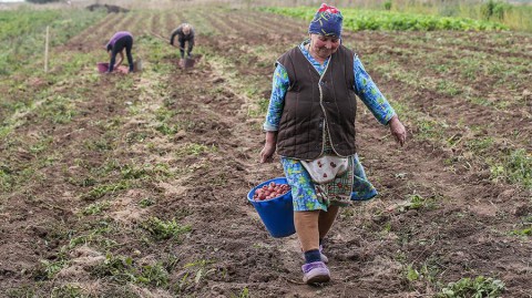 Россиян предостерегли от чрезмерного увлечения огородом