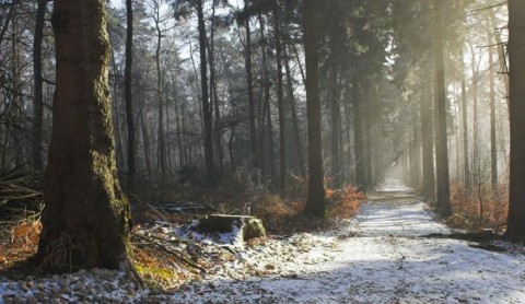 Мороз без снега беспокоит аграриев