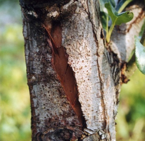 Если у яблони отслаивается кора...