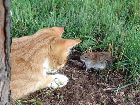Боремся с мышами на даче