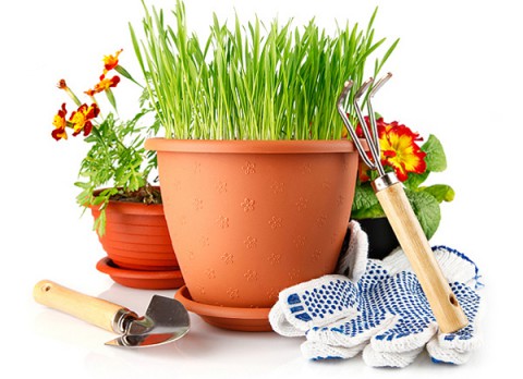 Садоводам: что делать, если почернела ботва?