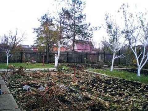 Садовые работы в ноябре