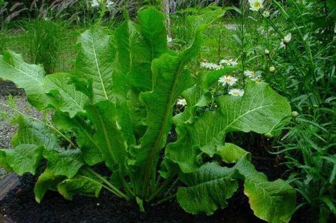 ​Советы бывалого садовода