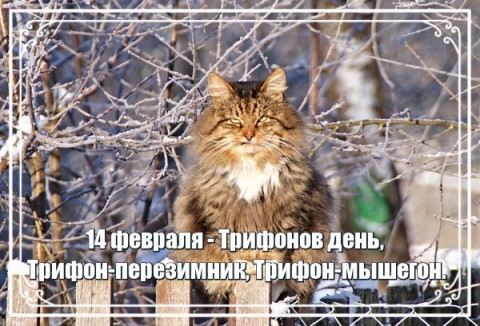 Народный календарь: ​Трифонов день