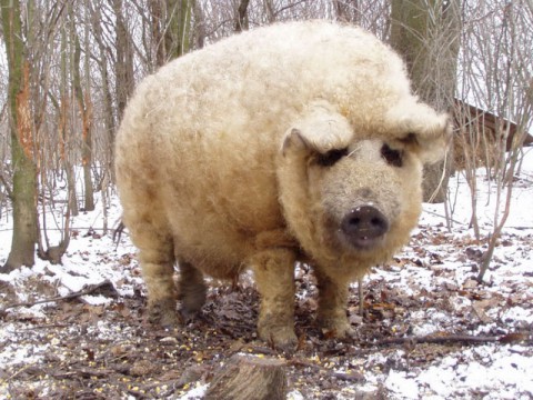 Знакомьтесь - Новый год, или ​Привет, свинка - мохнатая спинка!