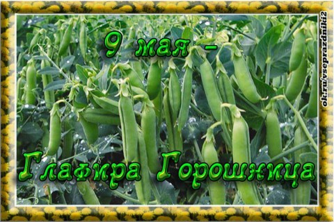 ​Народный календарь: Глафира Горошница