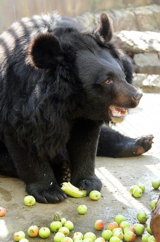 Зоопарк просит садоводов поделиться урожаем