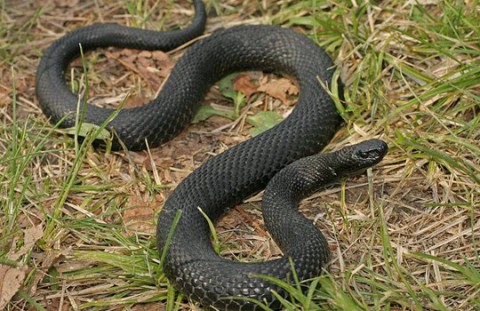 Что делать при встрече с ядовитыми змеями