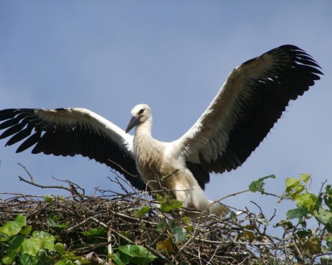 Народный календарь: ​Марины-Пимены