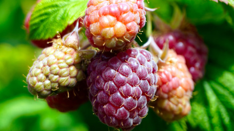 ​Когда правильно обрезать малину?