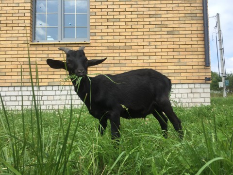 Альпийский козлик Альпийский козлик