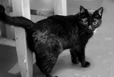 Кошечка Мэри - в добрые руки ответственным людям. Кошечка Мэри - в добрые руки ответственным людям.