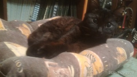 Котенок редкого шоколадно-полосатого окраса - в добрые руки ответственным людям Котенок редкого шоколадно-полосатого окраса - в добрые руки ответственным людям