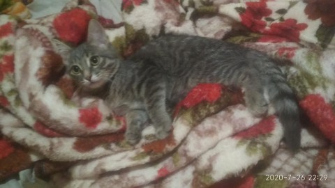 Котенок Кузя Юниор - в добрые руки ответственным людям Котенок Кузя Юниор - в добрые руки ответственным людям