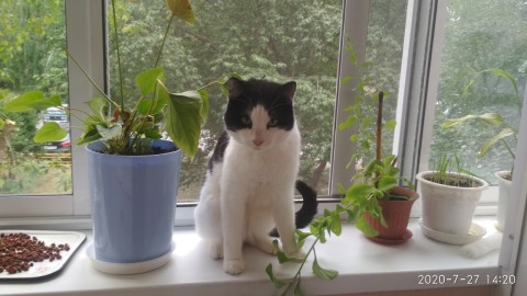 Котик Хома - в добрые руки ответственным людям