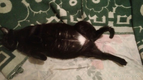 Кот Платон - в добрые руки.