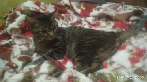 Котик Кузьма Сеньор - в добрые руки ответственным людям Котик Кузьма Сеньор - в добрые руки ответственным людям